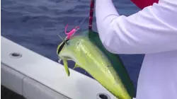 Two Conchs S1:E6 "Tom Thumb Marathon Offshore Bull & Cow Dolphin Tournament"