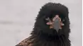 Wildest Places: Antarctic