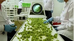 El Gobierno federal reclasifica la marihuana medicinal y sale de lista de las drogas más peligrosas