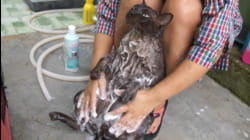 Bad Cat-itude