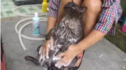 Bad Cat-itude