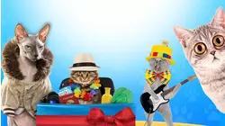 Funny Cats
