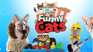 Funny Cats