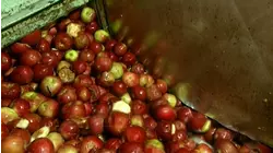 Steel and Apple Juice