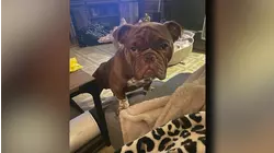 Stamford rescue dog in the running for America's Favorite Pet