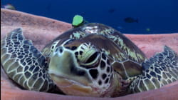 Just Keep Swimming
