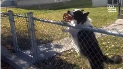 Fetching