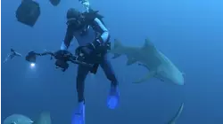 Bull Shark Diving Trip off the Florida Coast