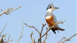 Bird Paradise