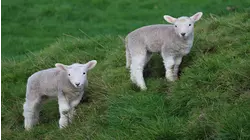 Baby Animals: Mini-Donkey, Micro-Piglets, Red Panda, Sheep