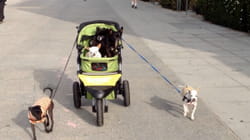 TPC That's My Pet | Chihuahuas