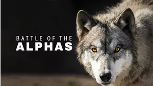 Battle of the Alphas