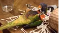 Animals Unscripted