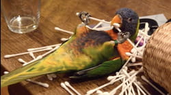 Flippin' the Bird