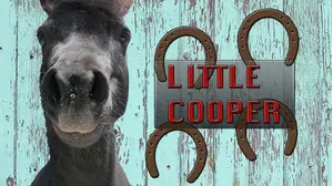 Little Cooper