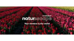 Above the Tulip Fields