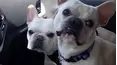 Animals Unscripted