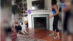 Beautiful Border Collies