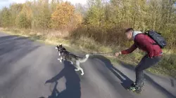 Dog Treats