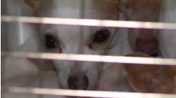 Merced County community comes together to care for over 80 neglected chihuahuas