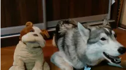 Pets Vs Inanimate Objects