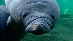 Underwater Photography and Unusual Pets