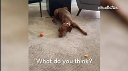Best Pets Of The Week: Part I - Week 1 (February 2022)