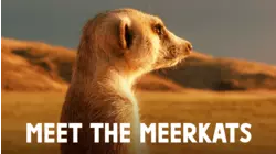 Meet the Meerkats