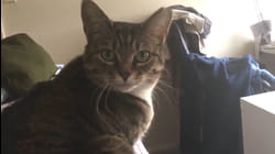 Cat-ch You on the Flip Side