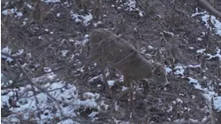 Rival Wild S6:E7 "Peak Rut"
