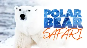 Polar Bear Safari