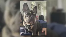 Rally held for Ruby, French bulldog shot and killed by sitter