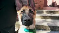 St. Benedict's senior has an unusual classmate: a future Seeing Eye dog