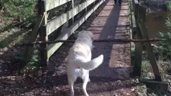 What's Up Dog?