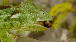 Exterminators