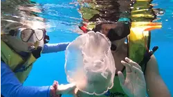 Finding Jelly Fish
