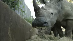 Return to the Wild