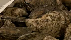 Oyster farmers raising funds to benefit NC's reefs