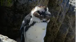 Urban Penguins