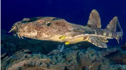 Sharks
