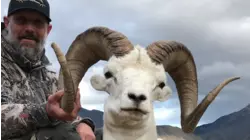 North American Wild Sheep Grand Slam in one year!