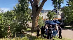100-Pound Bear Spotted in Denver Neighborhood Tree