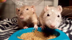 Pet Obsessed | Oh, Rats!