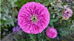 Spend a few minutes now to get FREE flowers next summer!