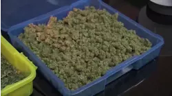 President Trump signs executive order to ease cannabis restrictions