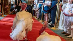 NC turkeys Gobble, Waddle to be pardoned at White House