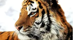 Siberian Tiger Quest