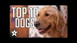 TOP 10 Dog Auditions On Got Talent Ever! | Got Talent Global