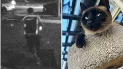 Lakewood woman claims Amazon driver stole her cat while dropping off package