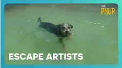 Escape Artists